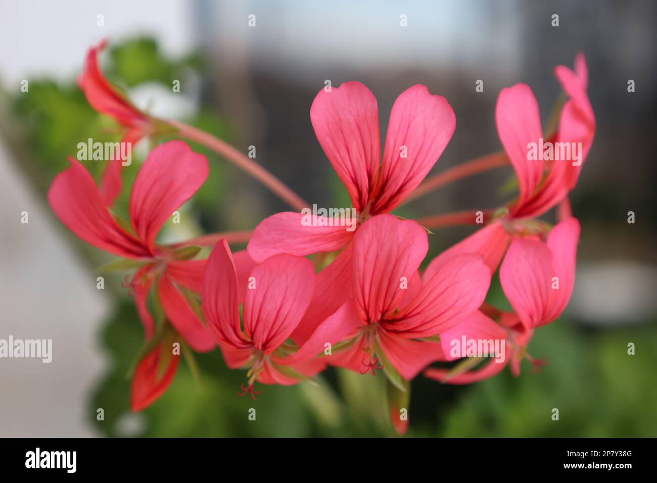 Beautiful garden flower hi-res stock photography and images - Alamy