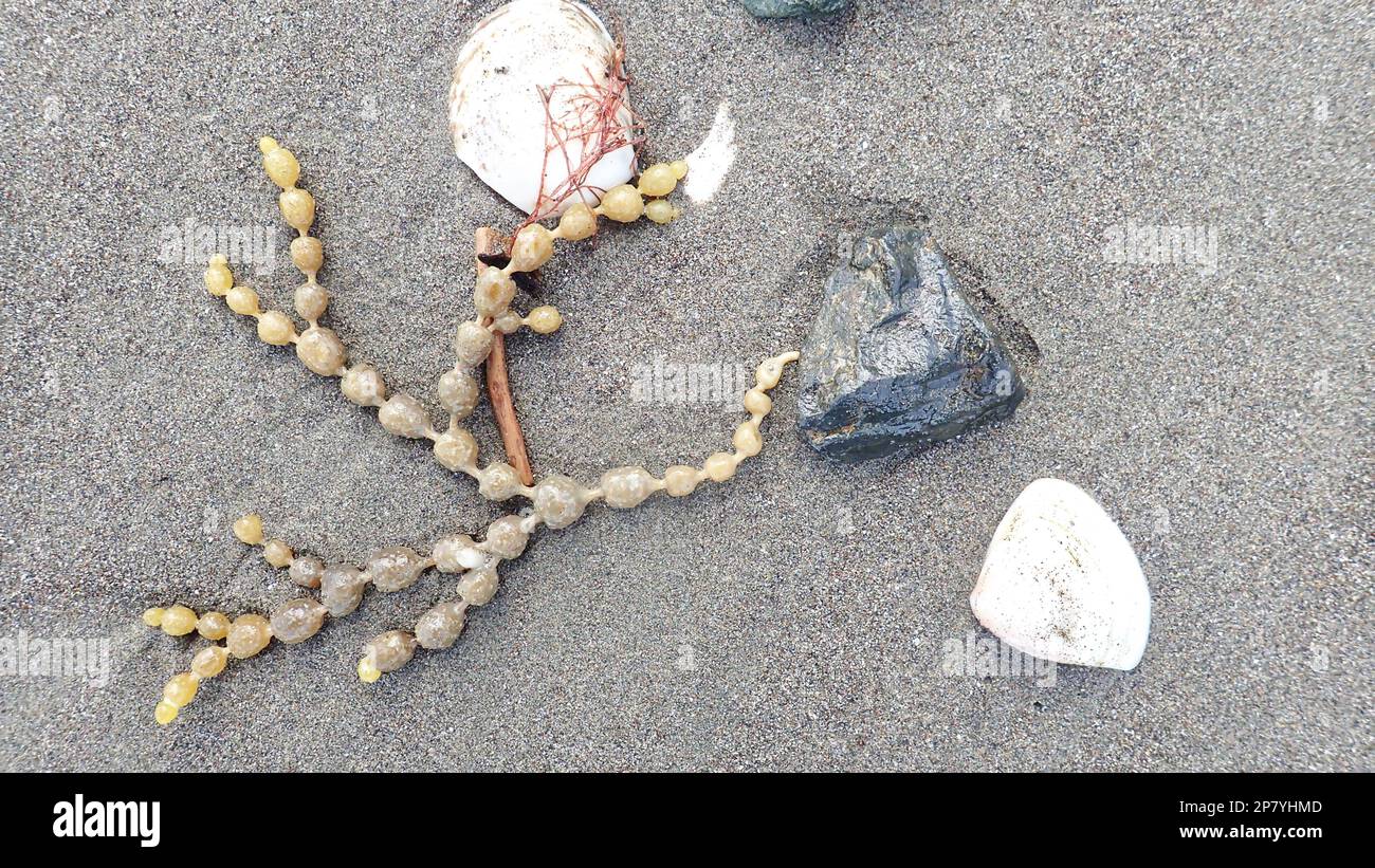 A natural arrangement of shells and seaweed and rocks on a grey NZ beach Stock Photo