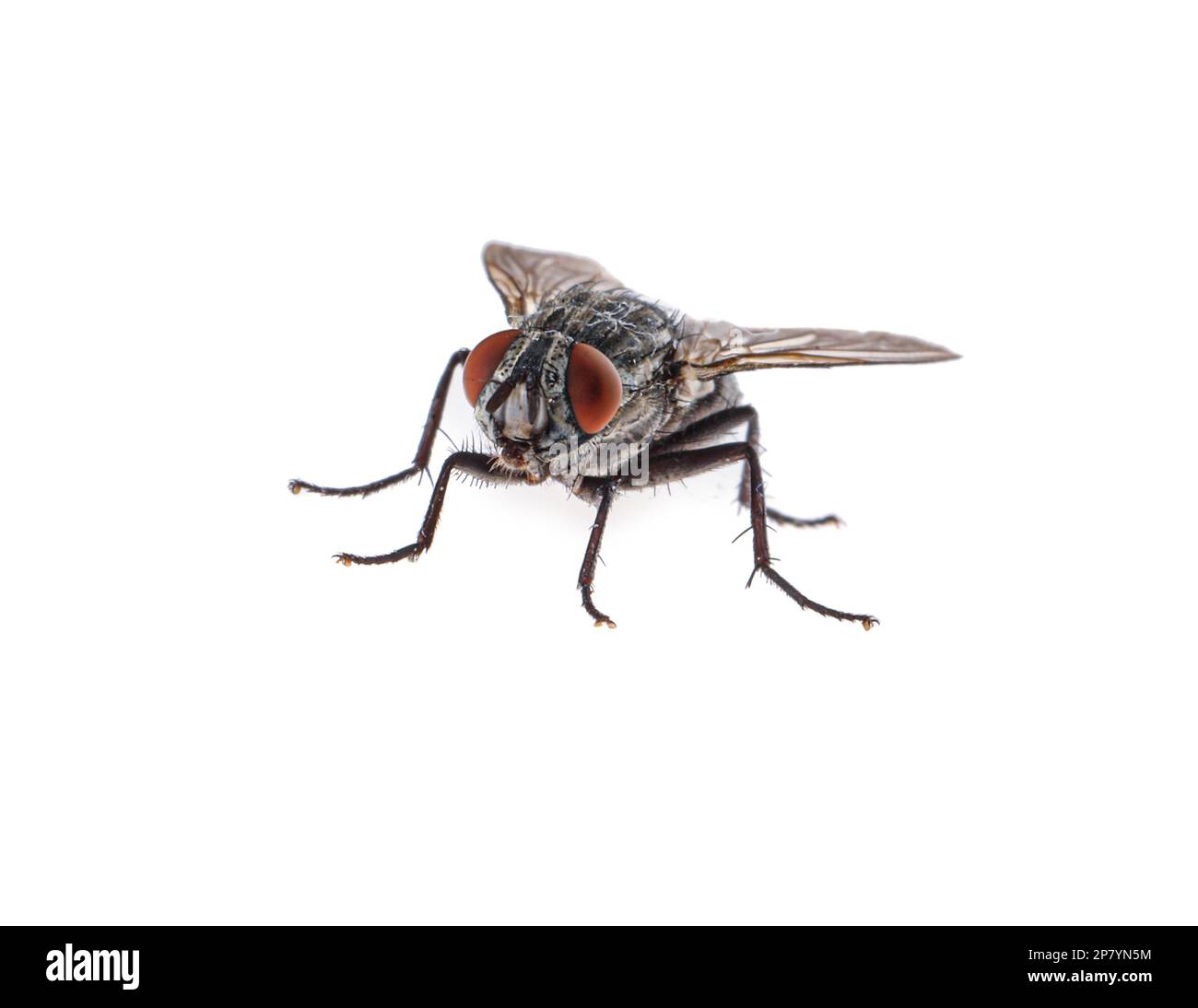 One common black fly on white background Stock Photo Alamy