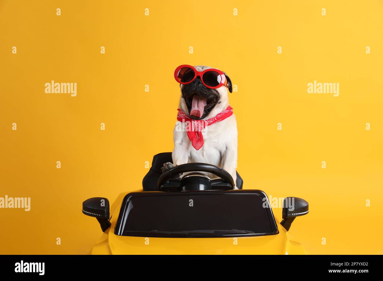 Funny pug dog with sunglasses in toy car on yellow background Stock