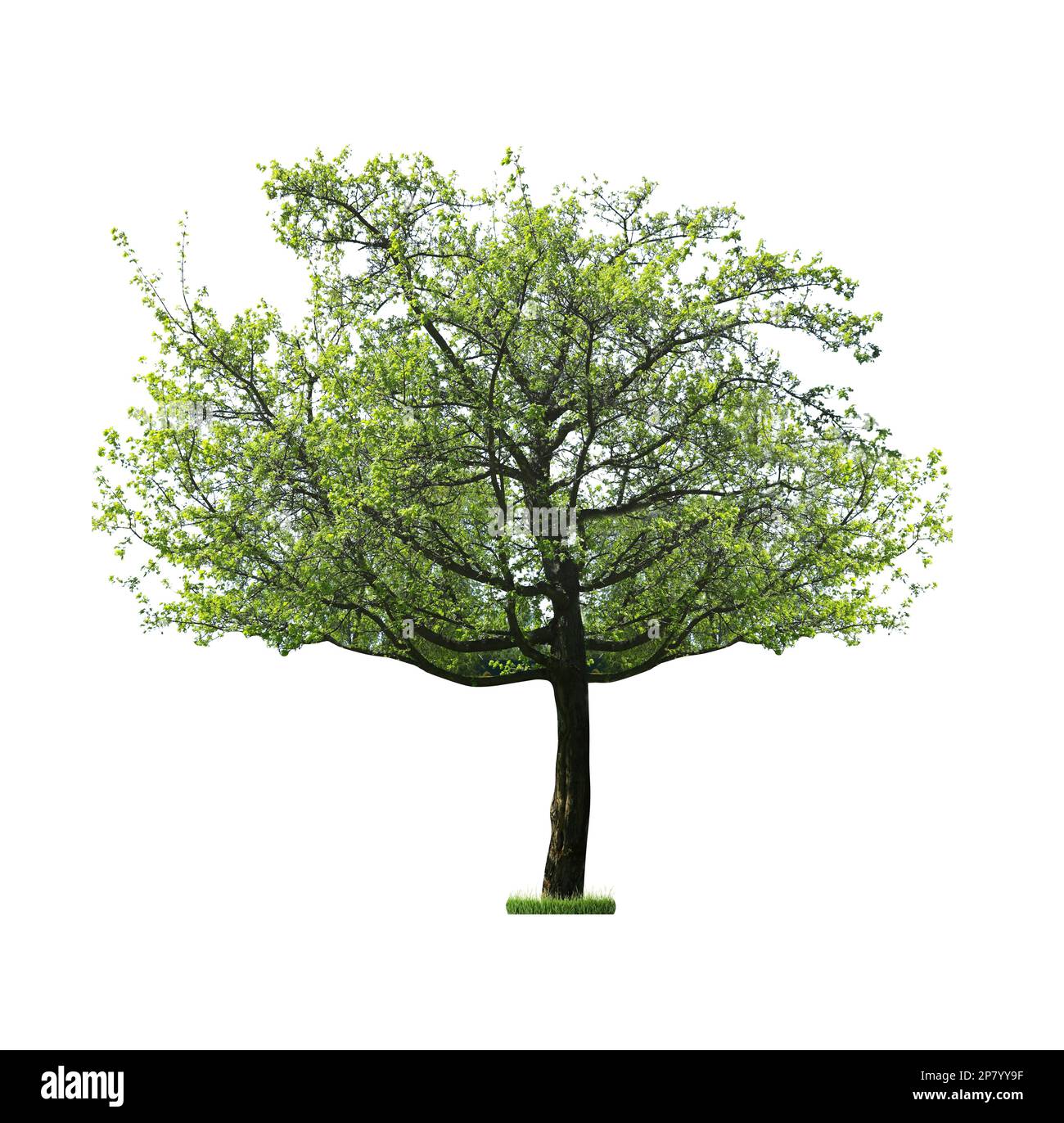 Beautiful tree with green leaves isolated on white Stock Photo - Alamy