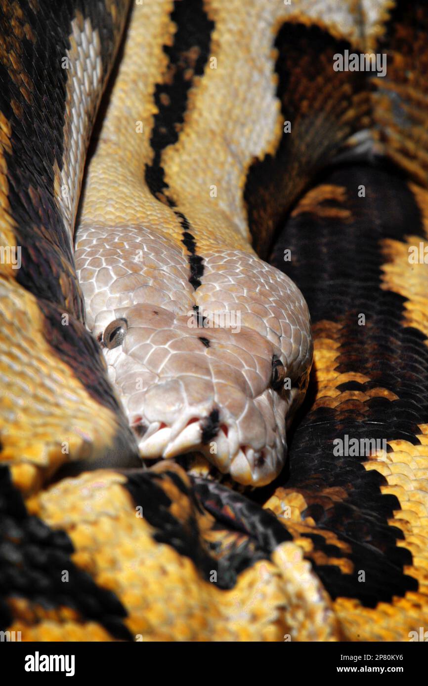 FILE - This photo from Jan. 11, 2008, shows Fluffy, a 24-foot python at ...