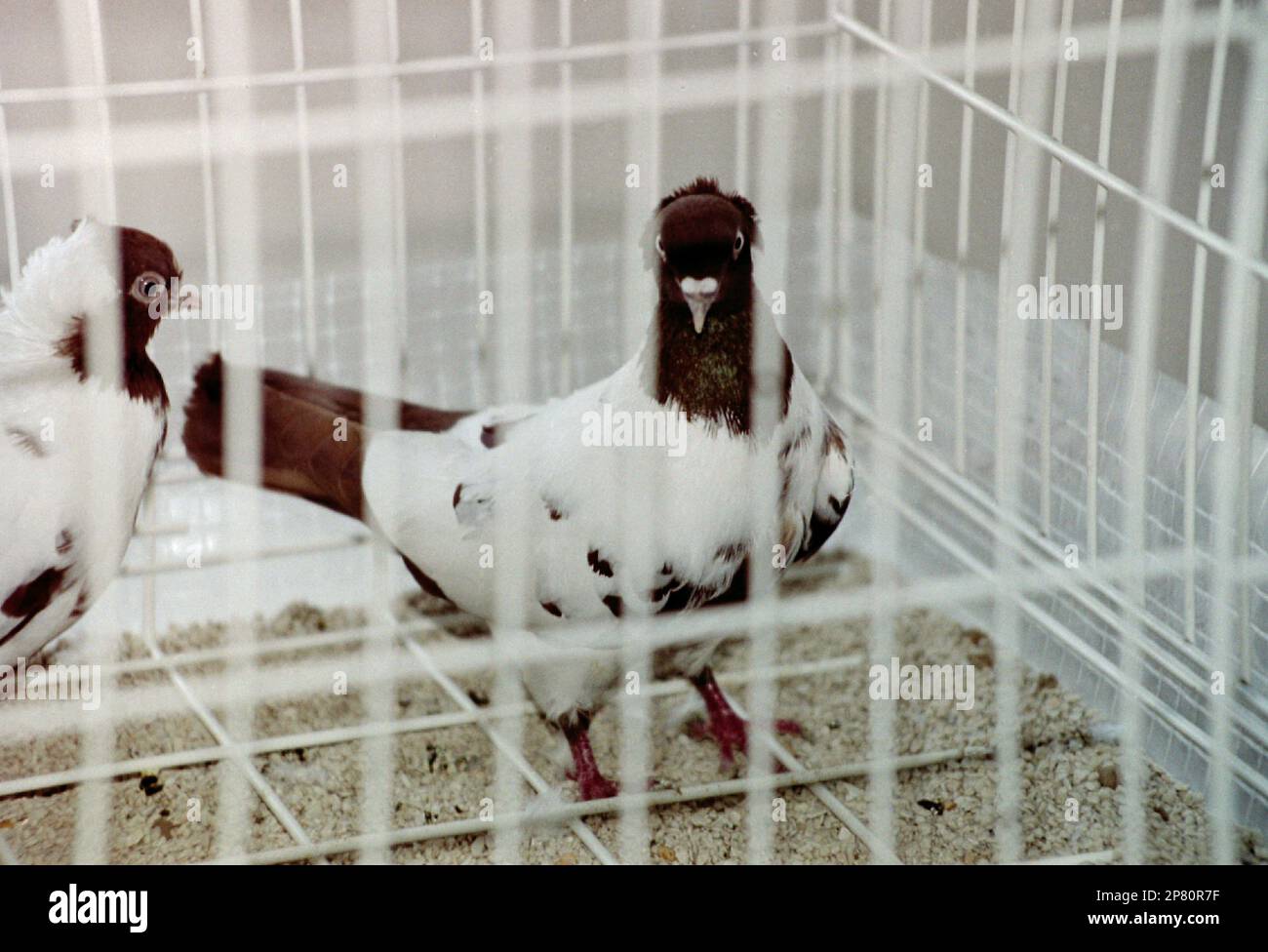 Pedigreed pigeons in cages at the bird exhibition at the Riga Museum of
