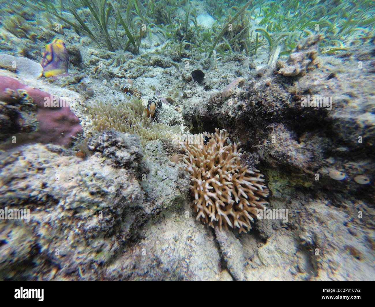 Clownfishes surrounded by white coral, sea grass in the background at Riung on Flores. Stock Photo
