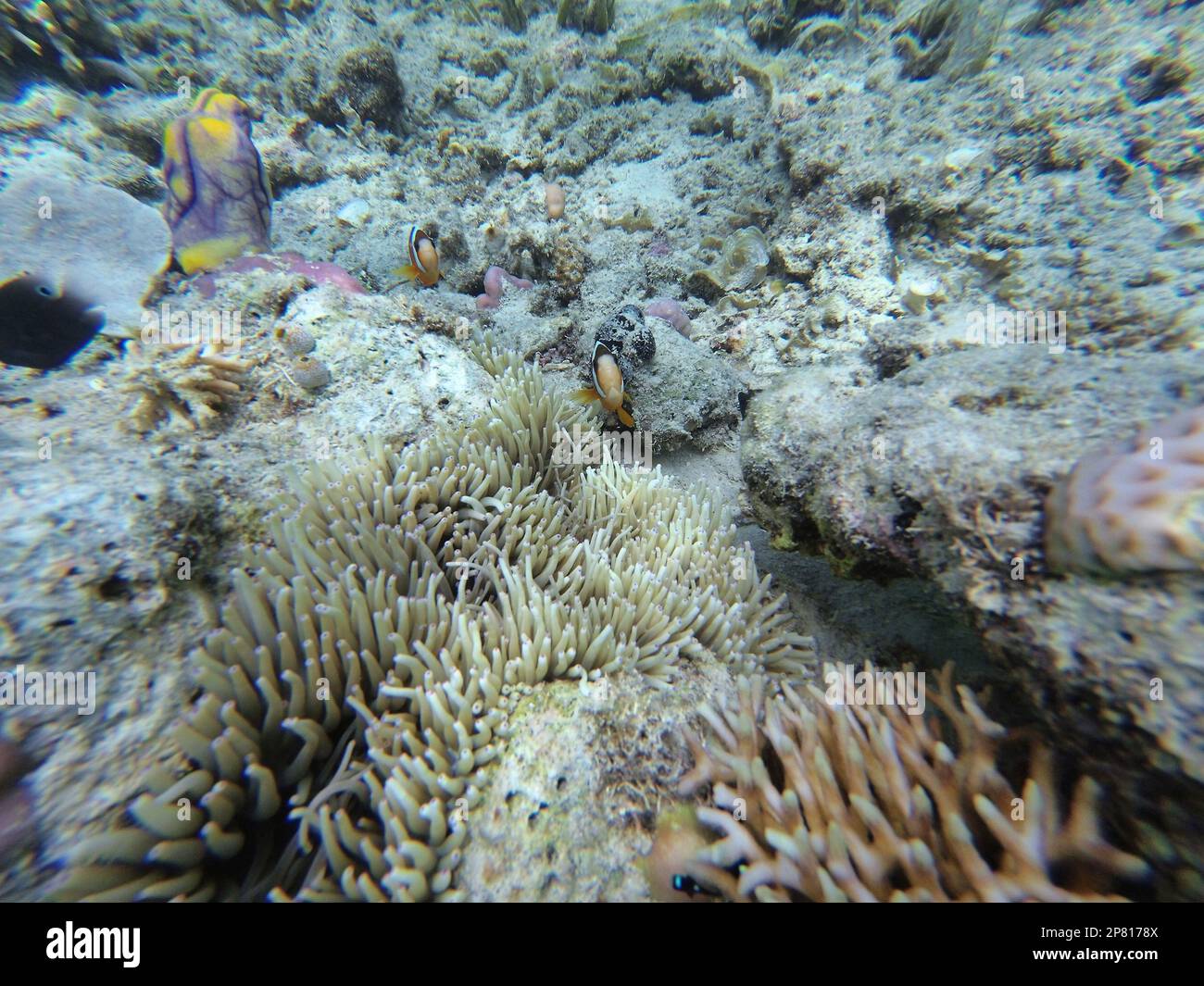 Clownfishes surrounded by white coral, sea grass in the background at Riung on Flores. Stock Photo
