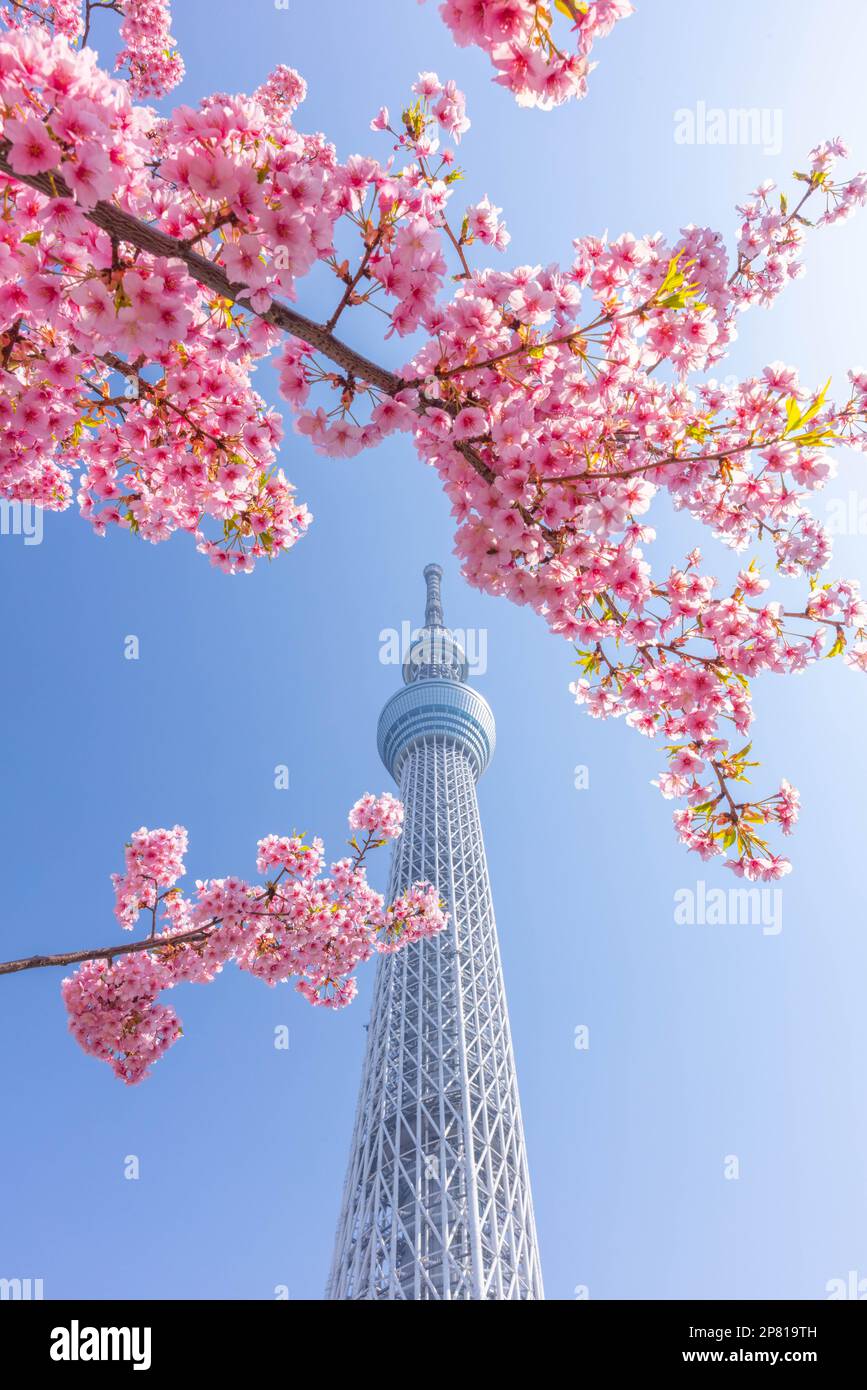 Tokyo Skytree with blooming cherry blossoms in Oshiage