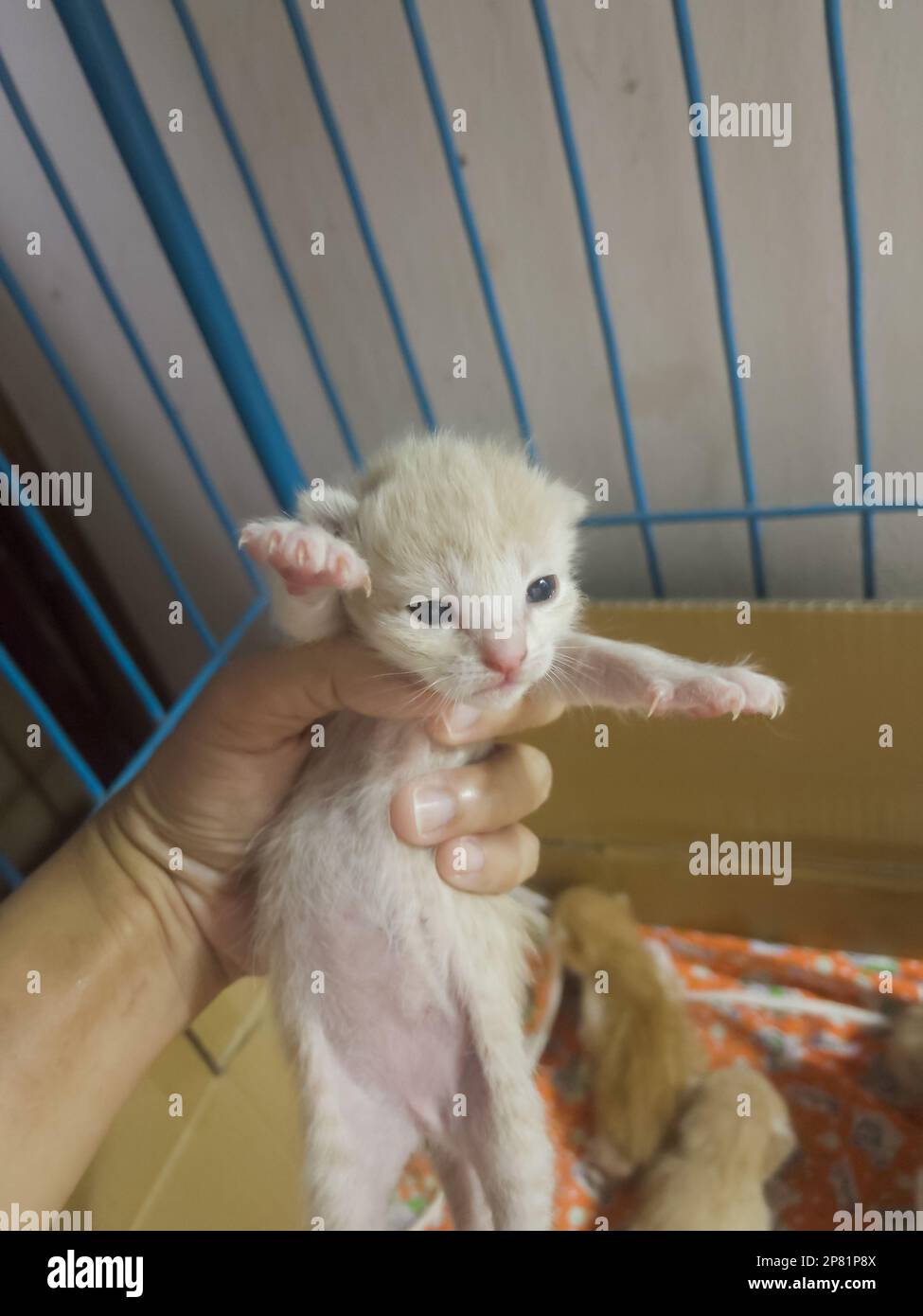 Newborn baby cat on female hand, stock photo Stock Photo