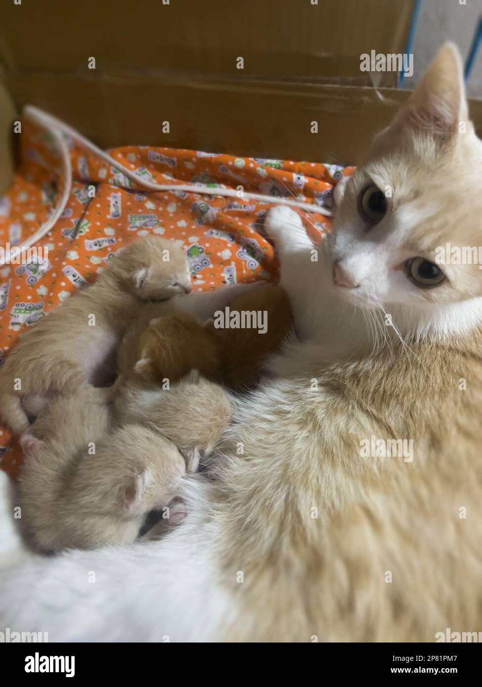 Newborn cat babies breastfeeding on mommy, stock photo Stock Photo