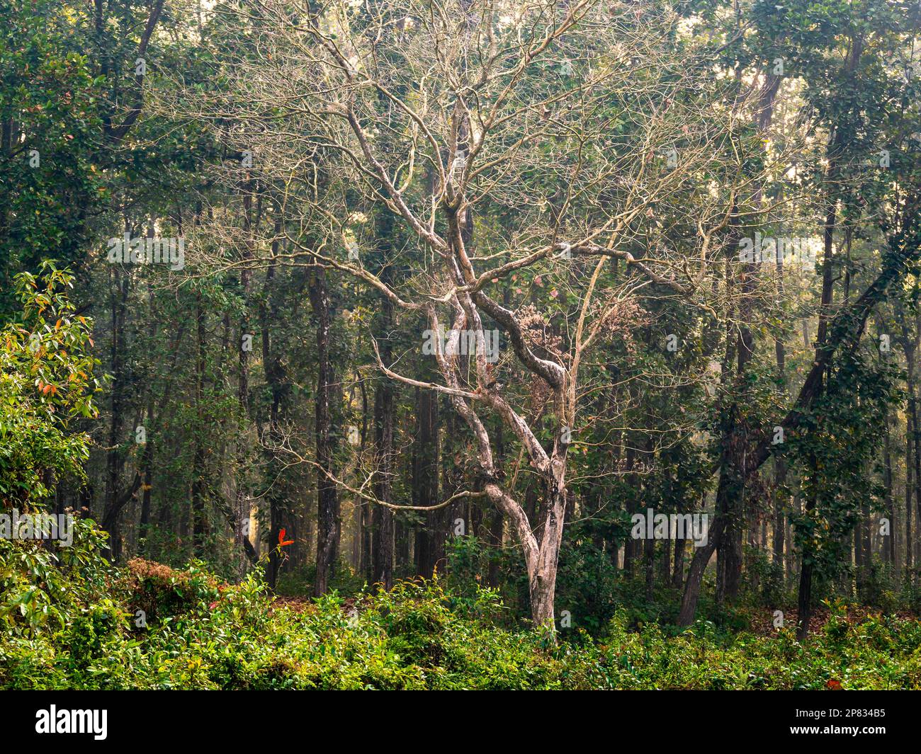 Tree in the woods. The dense forest of Lataguri, Dooars jungle, West