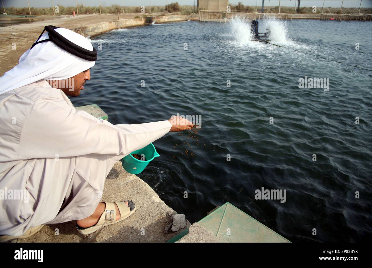 Feeding fish bred by the Marine Research Centre in Umm alQuwain, UAE, 2008 Stock Photo Alamy