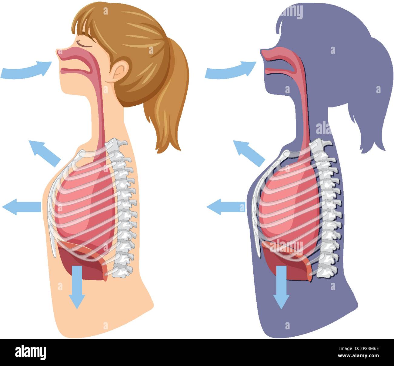 Breathing Mechanism: Inhalation and Exhalation 