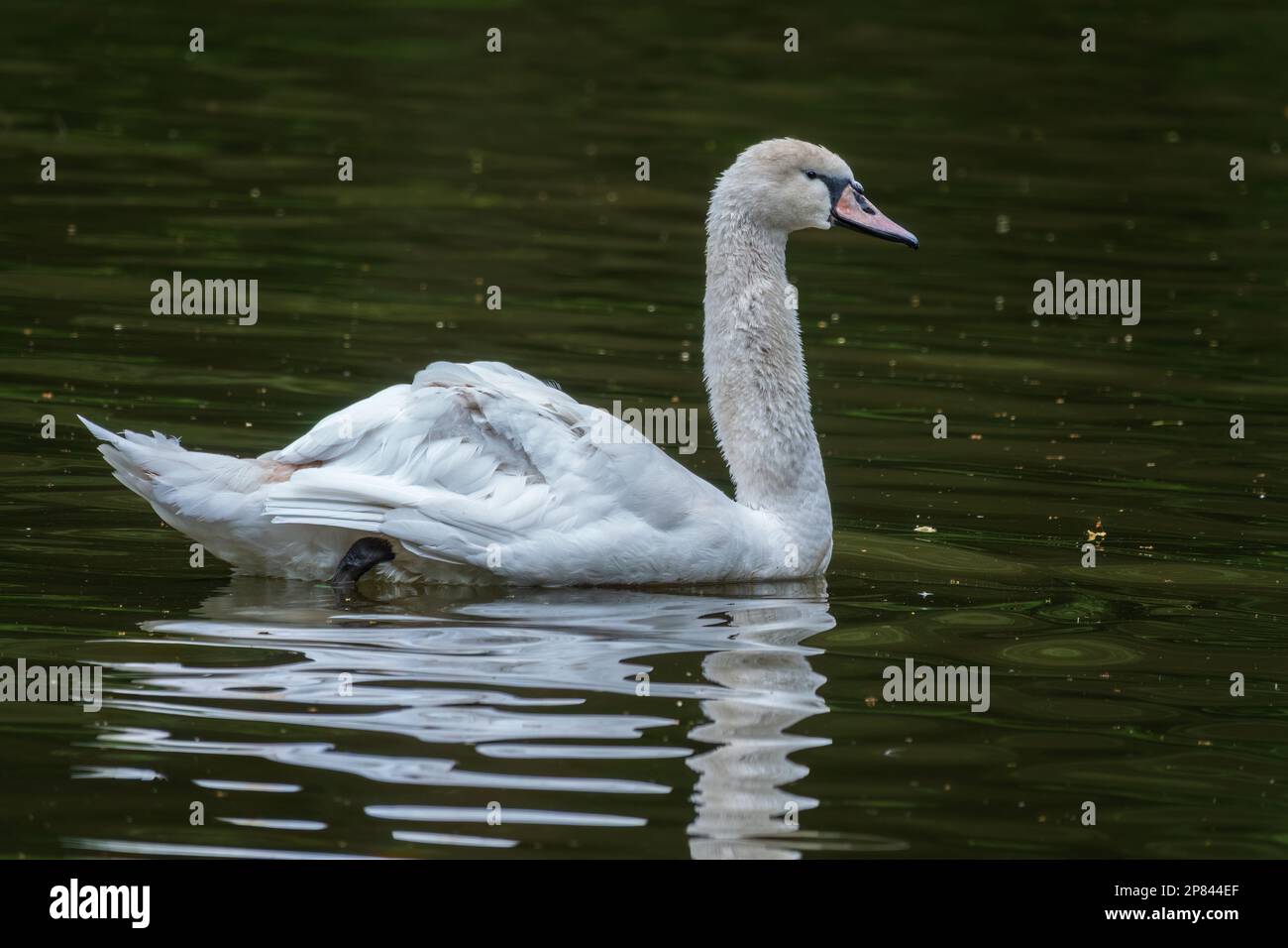 A graceful white swan swimming on a lake with dark water. The white