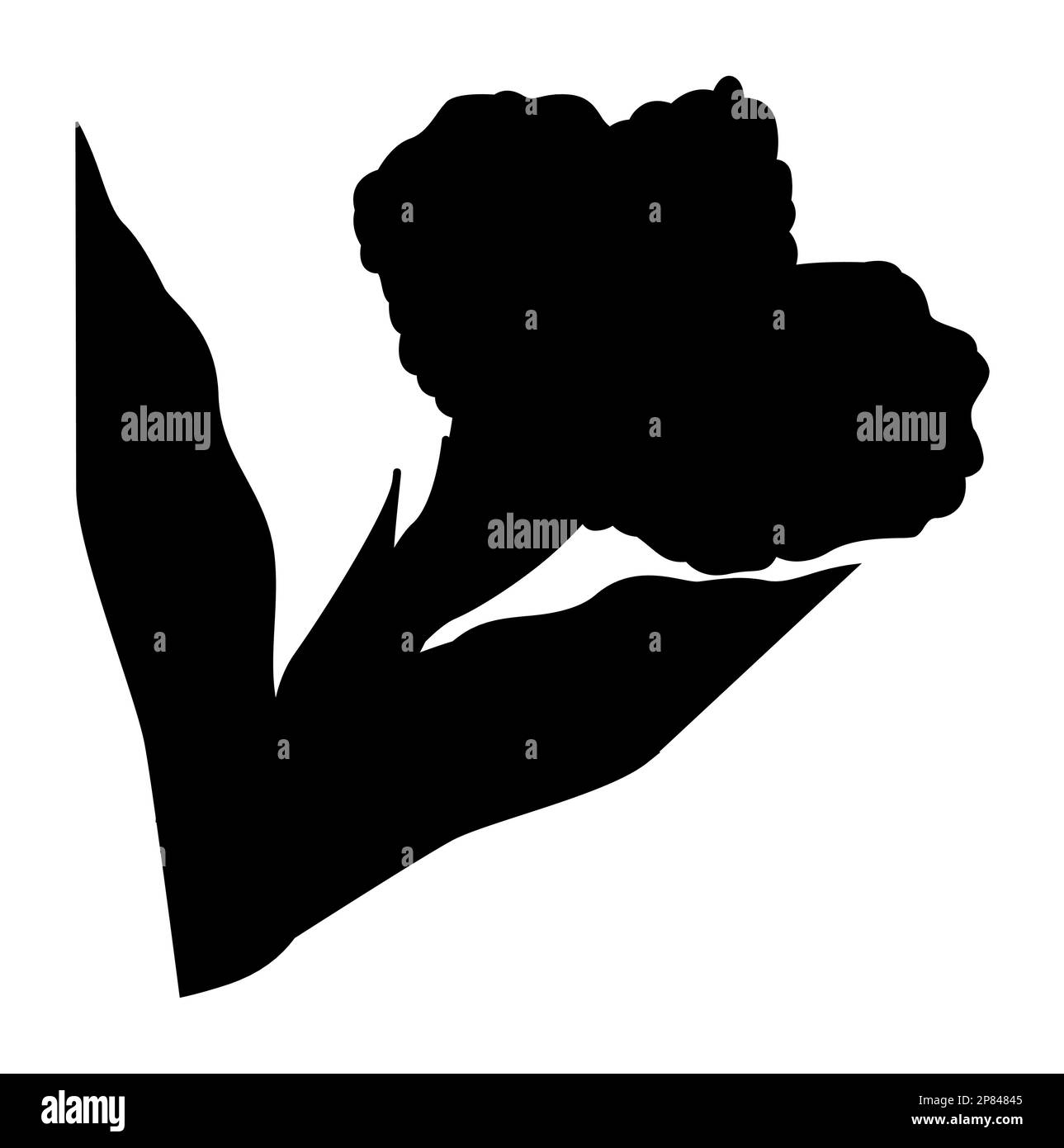 Carnation flower silhouette, Dianthus caryophyllus commonly known as clove pink, is a species of Dianthus. Stock Vector