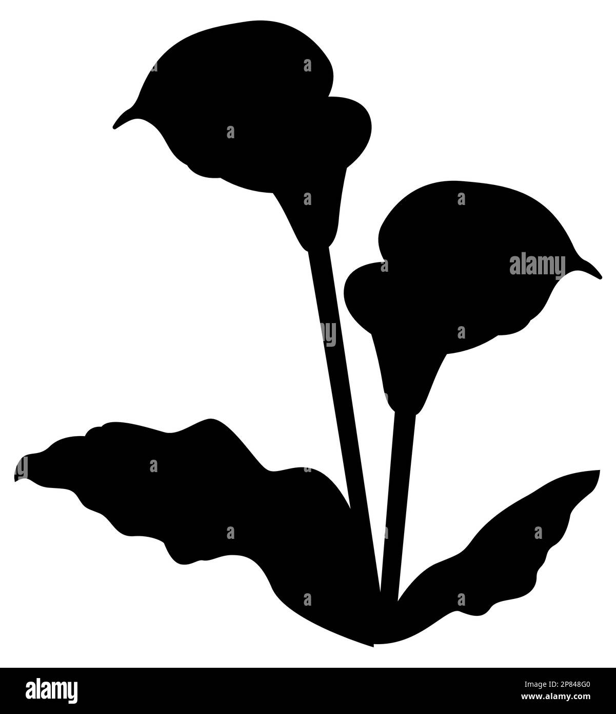 Black silhouettes of Call lilies on a white background, vector illustration Stock Vector