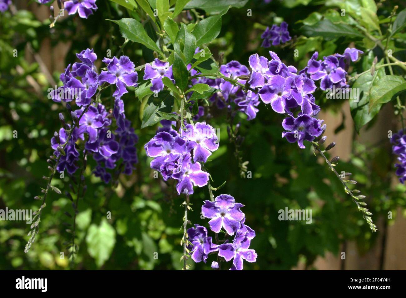 CLOSE-UP OF THE FLOWERS OF THE PLANT 'GEISHA GIRL' (DURANTA REPENS) Stock Photo
