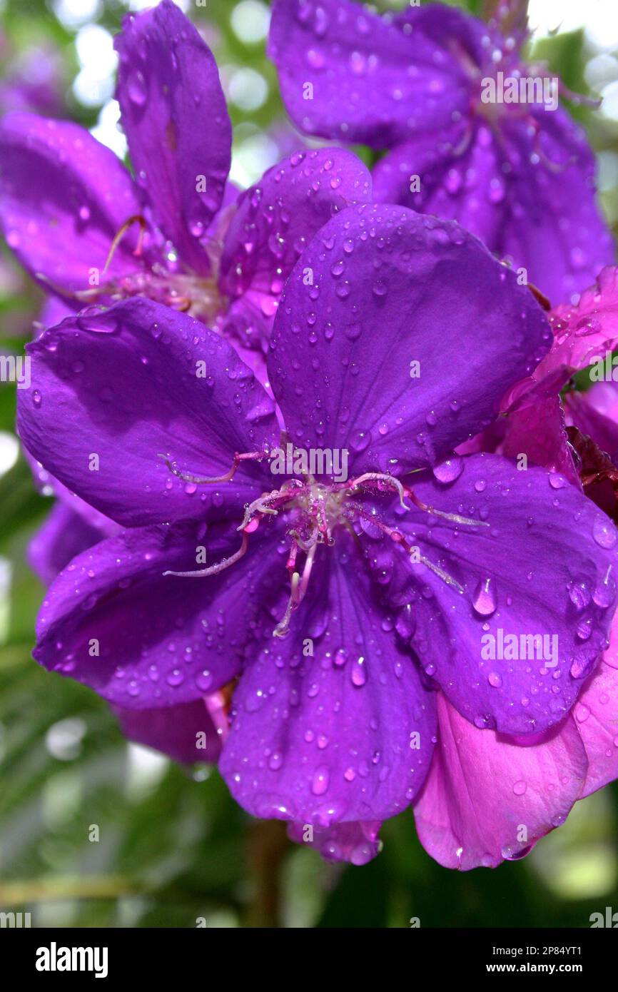 RAINDROPS ON THE PURPLE FLOWERS OF A TIBOUCHINA TREE Stock Photo