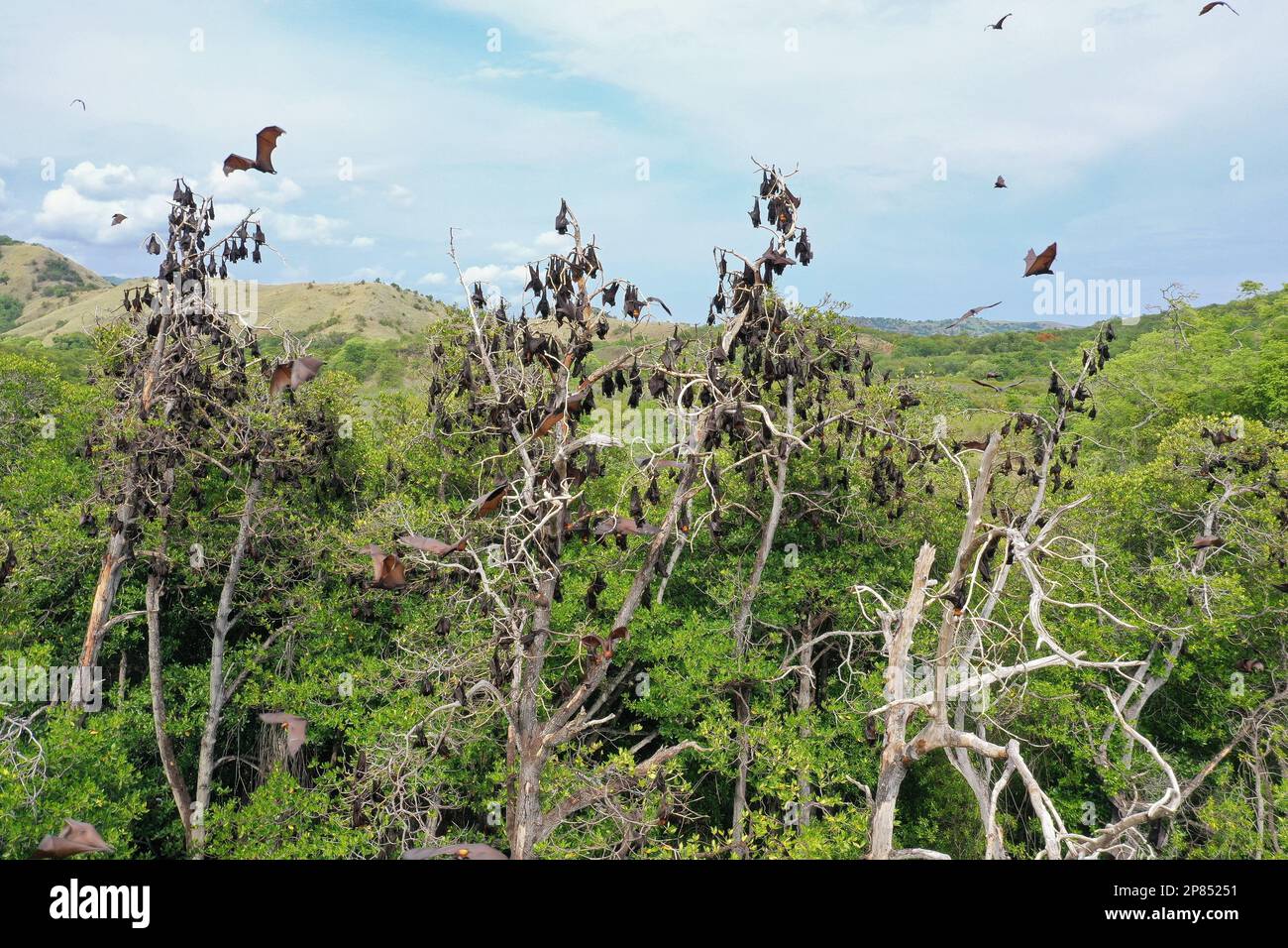 Hundreds of flying foxes hanging from trees, hills and rainforest in