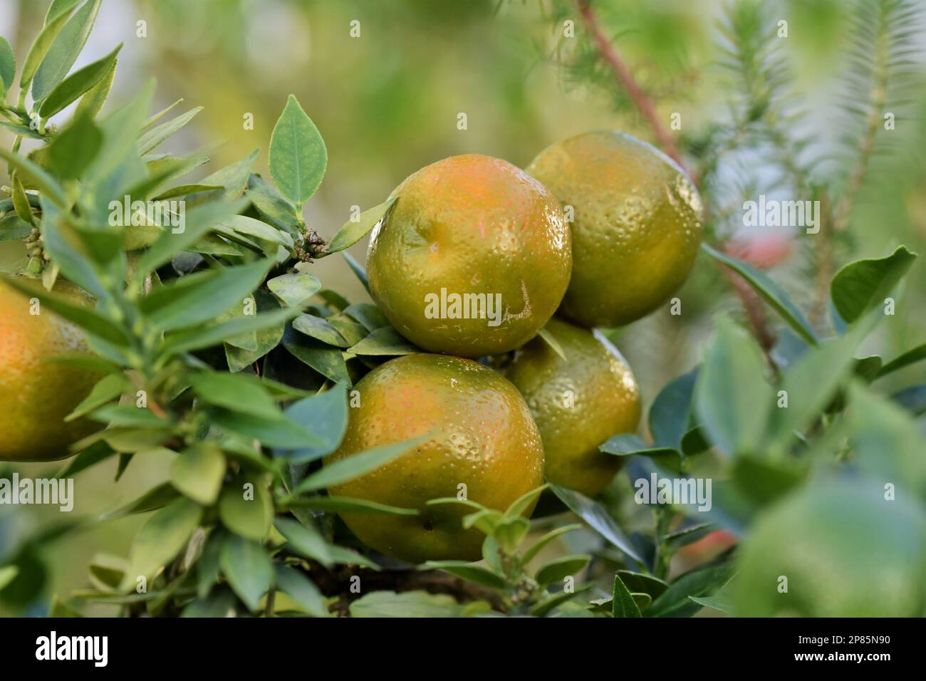 grapefruit Stock Photo