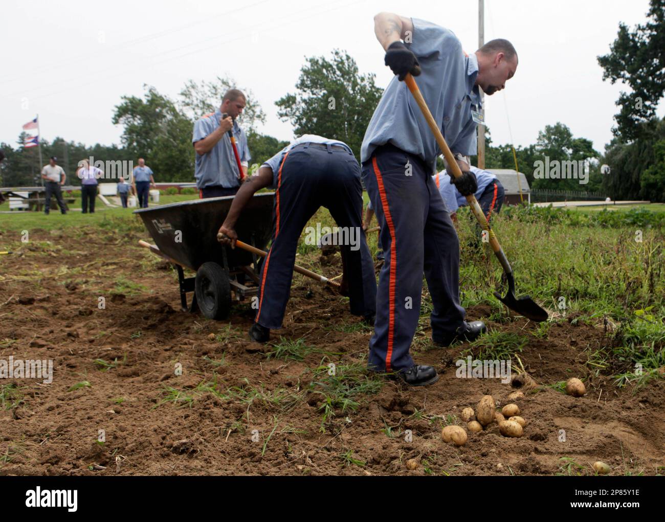 In this photo taken Tuesday, Aug. 4, 2009, inmates harvest potatoes at