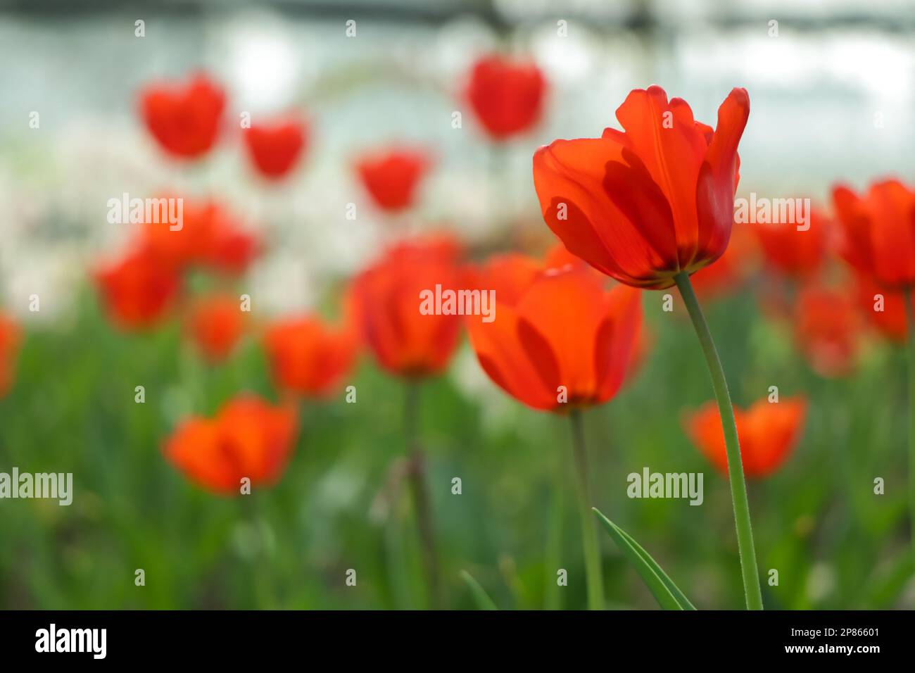 Hybrid tulip tree hi-res stock photography and images - Alamy