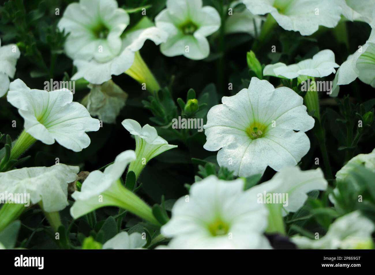 Background of white petunia flower Stock Photo