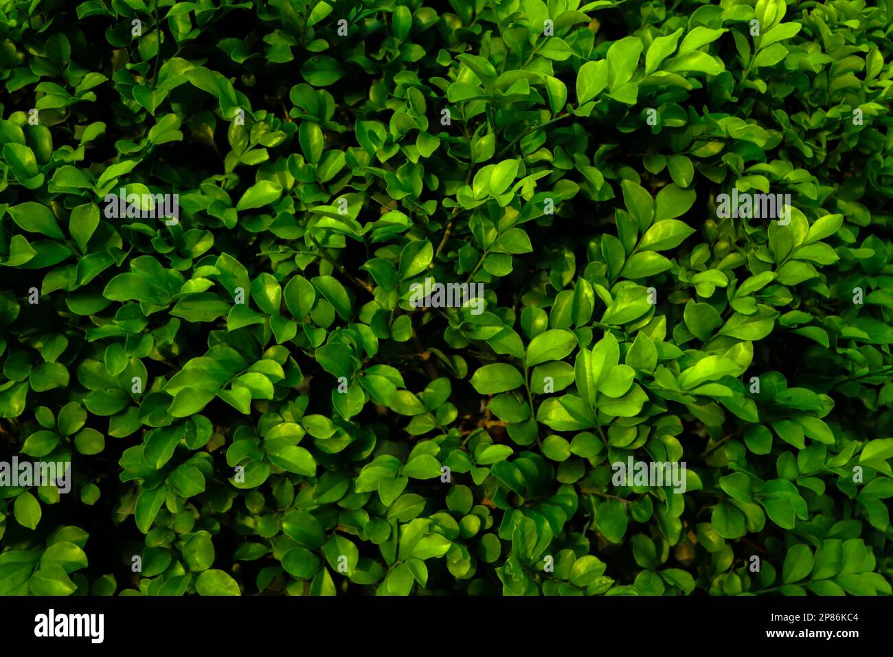 nature green leaves wall texture of the tropical forest plant,on black background. Stock Photo