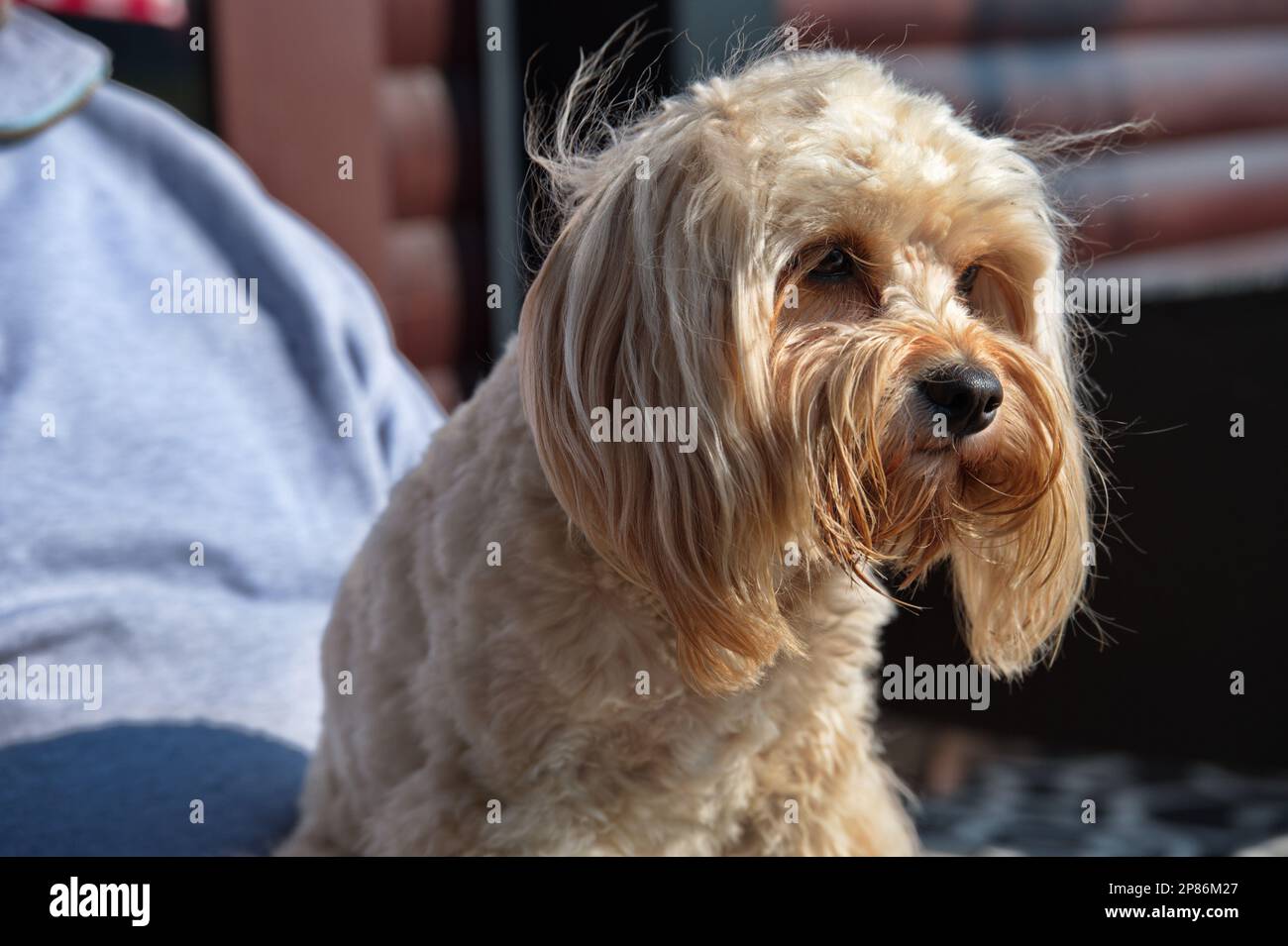 Portrait of cute little poodle mix puppy in her owner lap Stock Photo