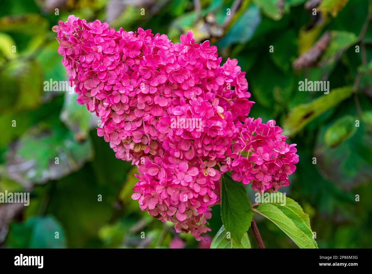blooming pink beautiful garden hydrangea Stock Photo - Alamy