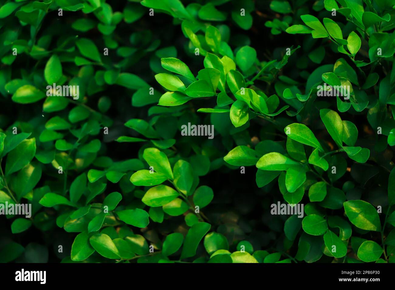 Forest background of green leaf with dark green tone Stock Photo