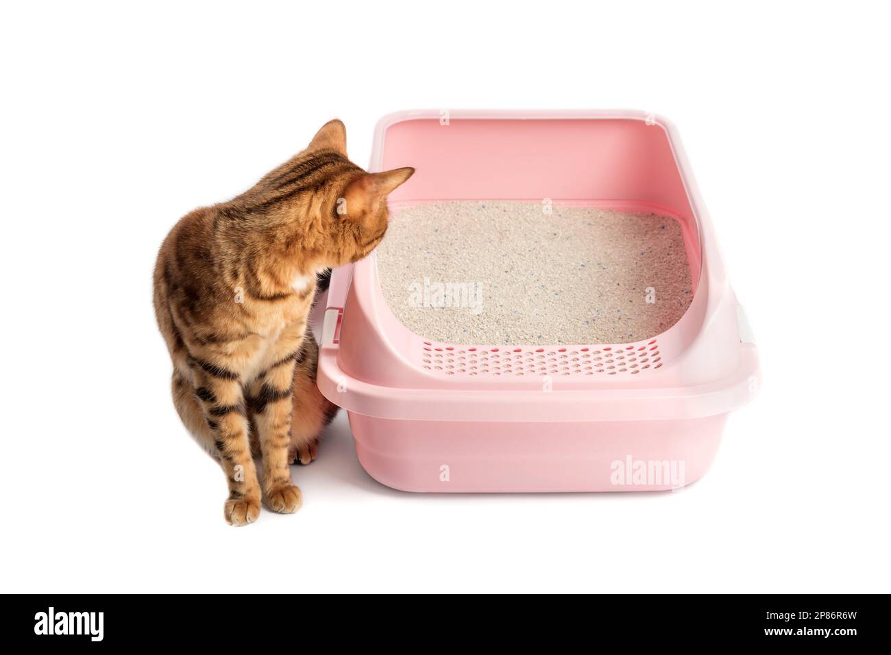 A Bengal cat sits next to a plastic toilet with bentonite filling. Animal on a white background