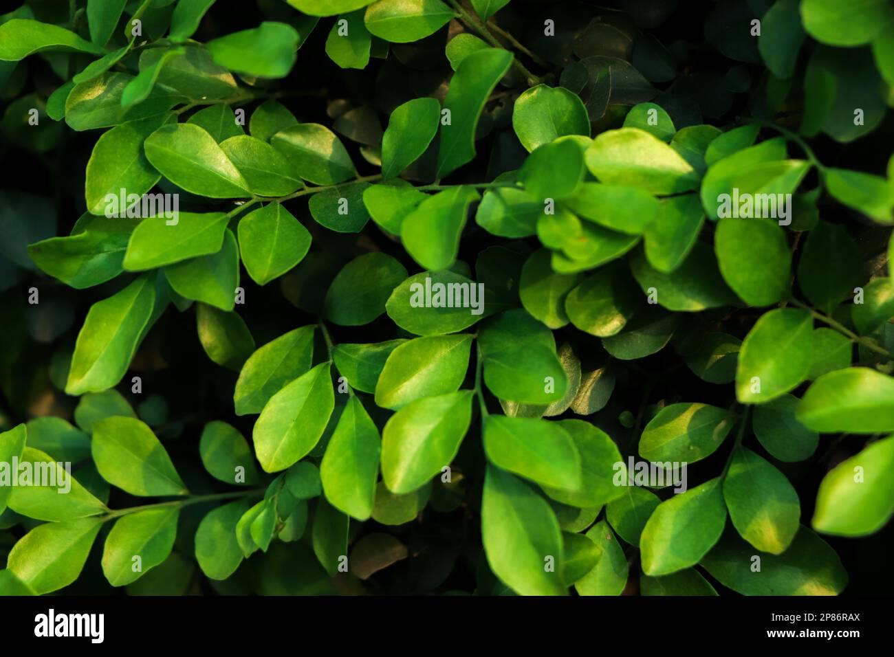 Green leaves background in forest Stock Photo