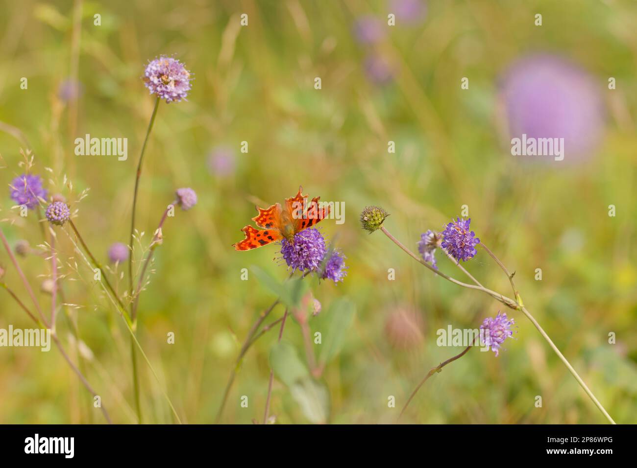 Comma butterfly in a wildflower meadow Stock Photo