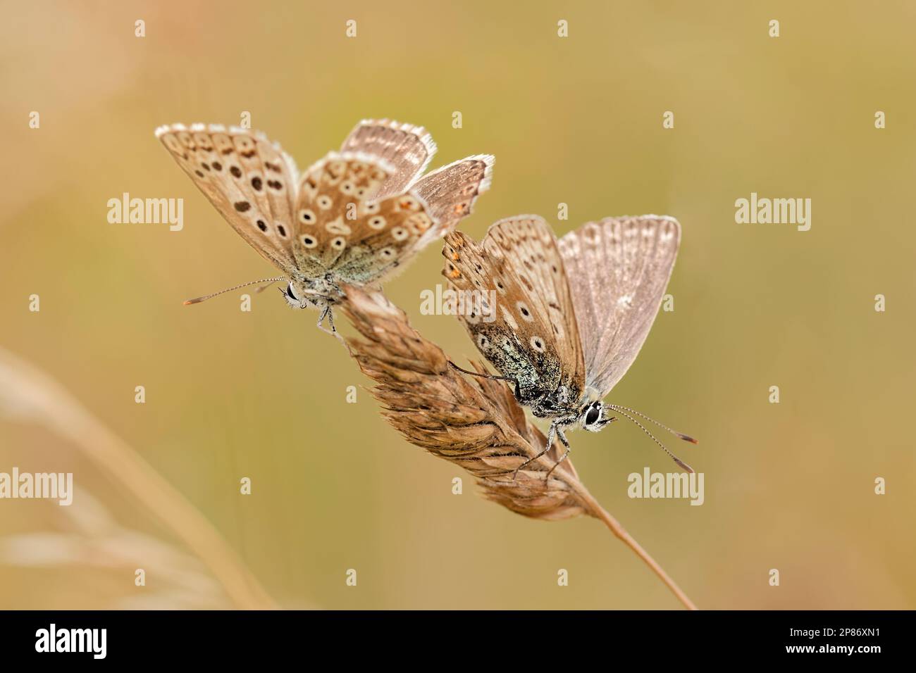 A pair of Chalk hill blue butterflies Stock Photo