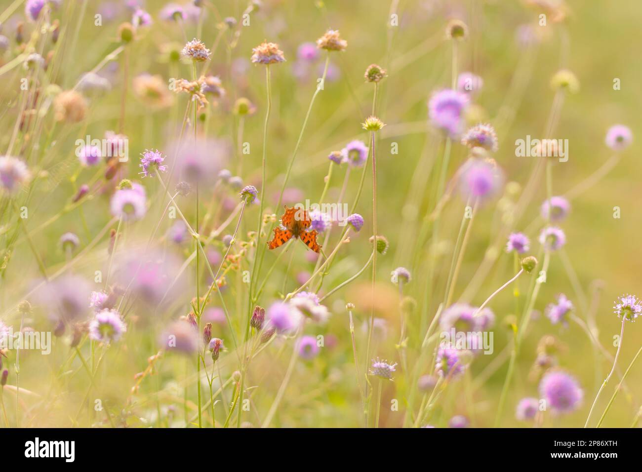 Comma butterfly in a wildflower meadow Stock Photo