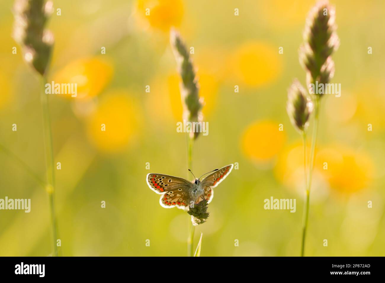 Brown Argus Butterfly in a meadow Stock Photo