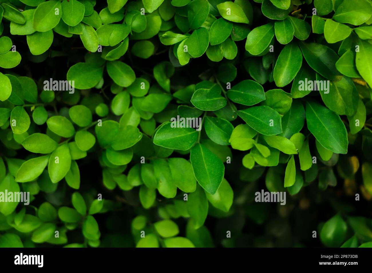 Forest background of green leaf with dark green tone Stock Photo