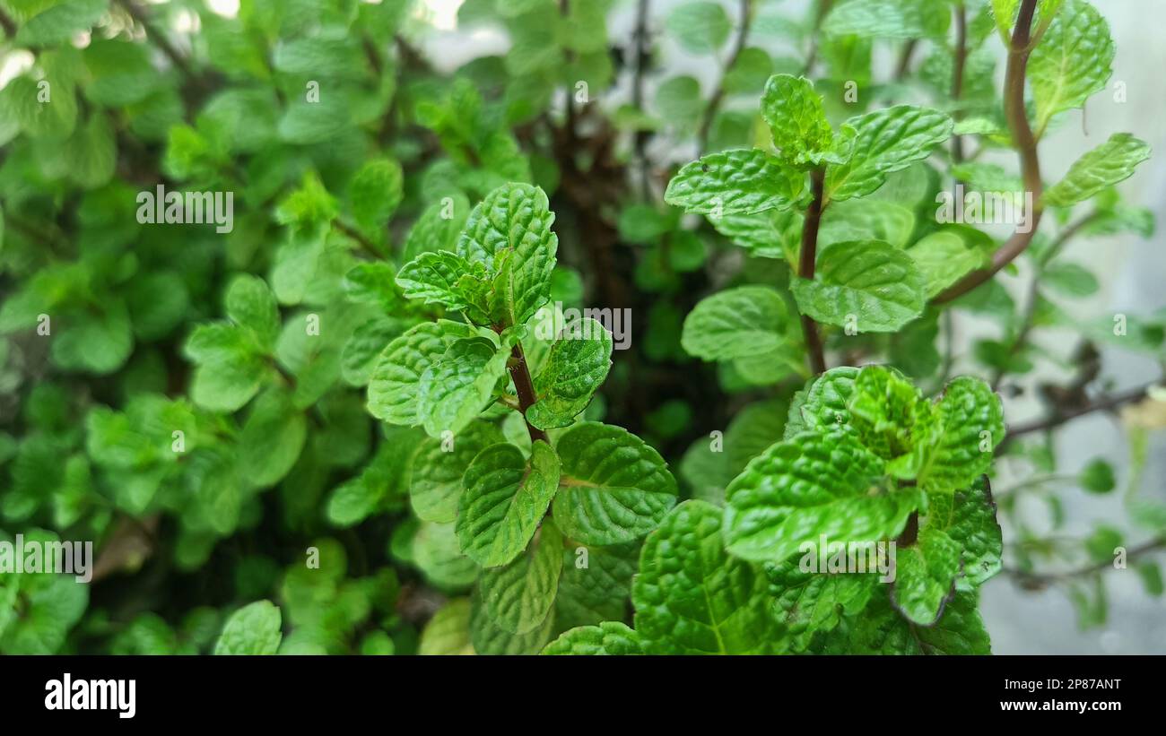 Fresh mint or pudina plants in the garden. Branch mint leaves Stock Photo