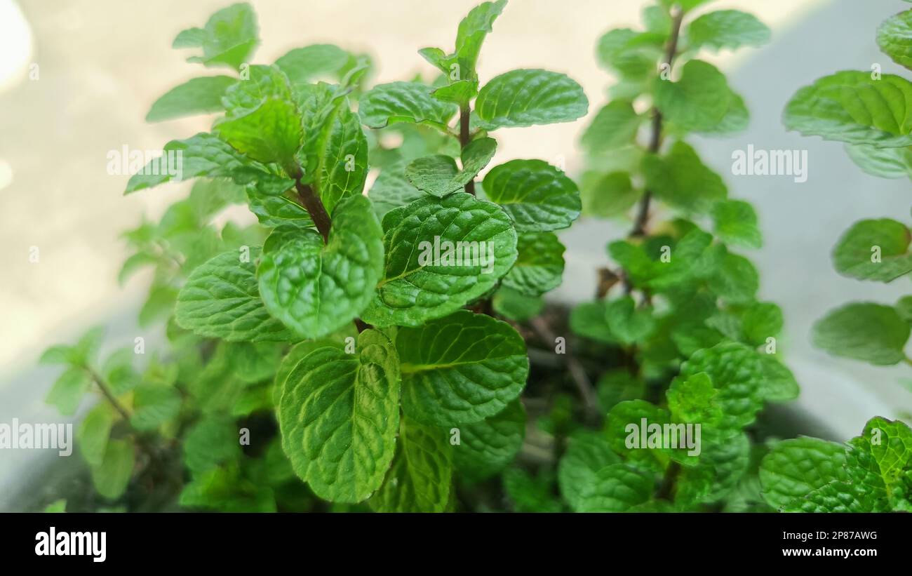 Fresh mint or pudina plants in the garden. Branch mint leaves Stock Photo