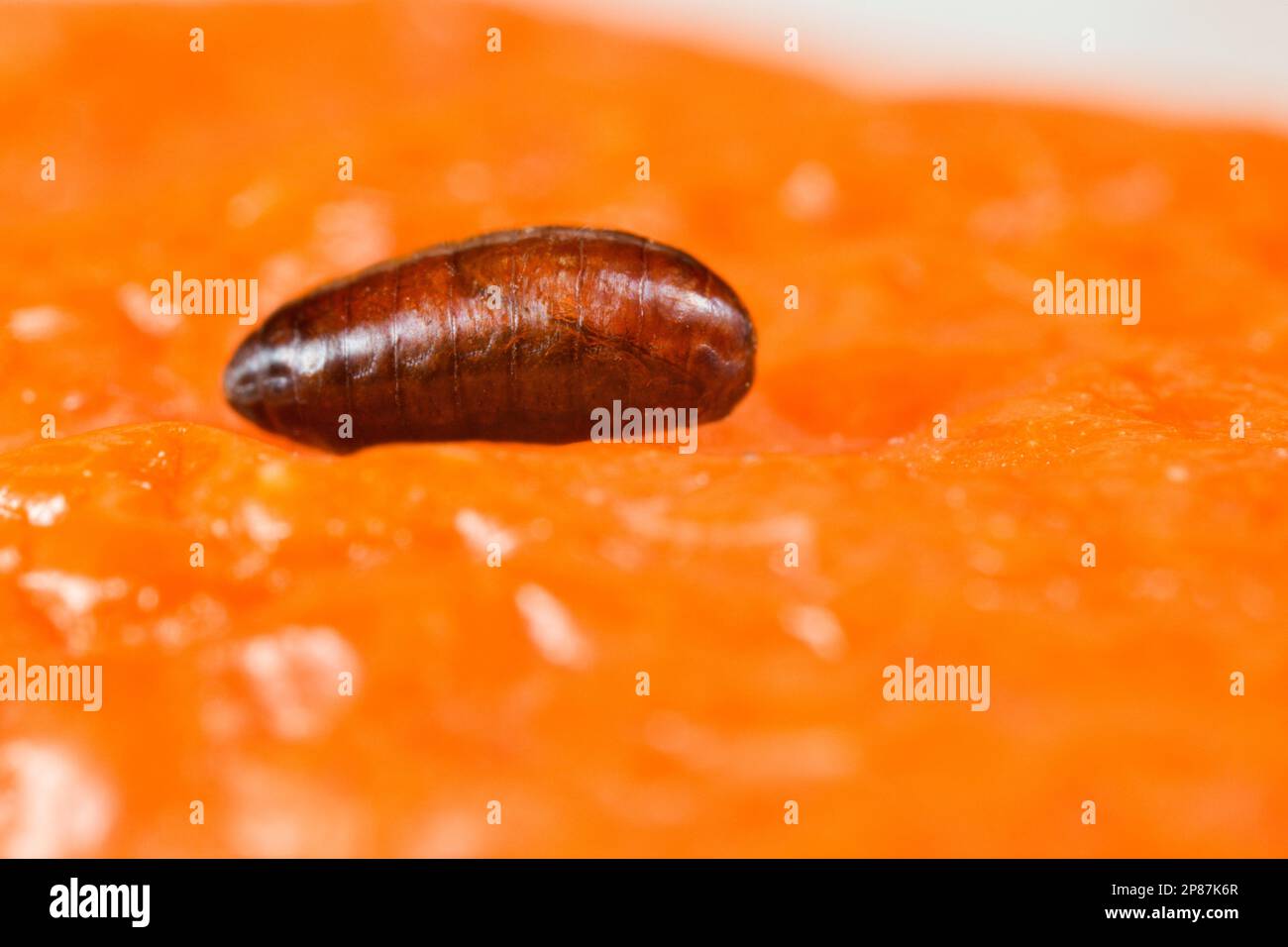 Mediterranean fruit fly pupae (Ceratitis capitata Stock Photo Alamy