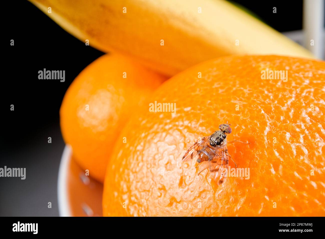 Mediterranean fruit fly (Ceratitis capitata Stock Photo Alamy