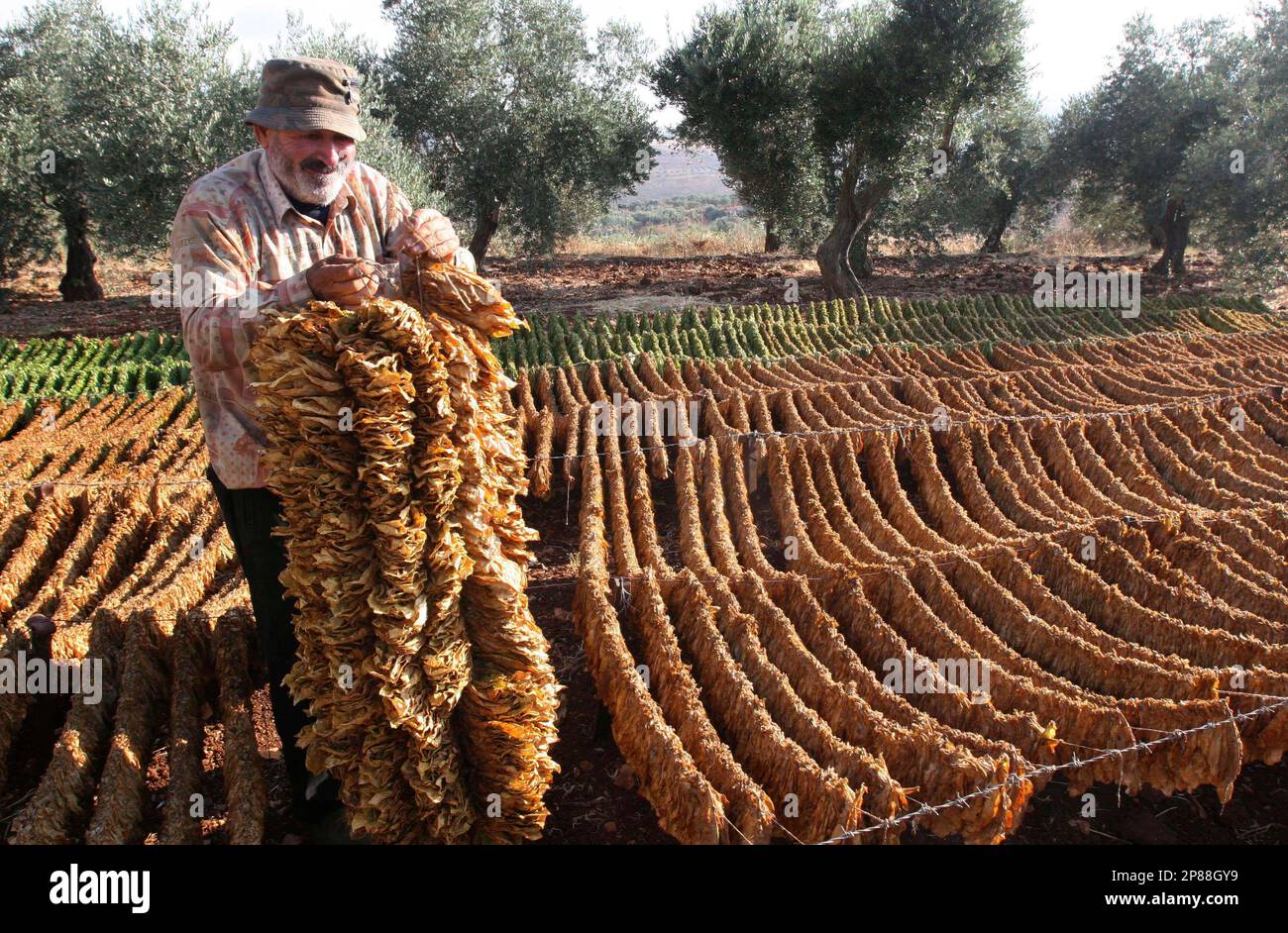 lebanon tobacco Lebanese Naser Olayk collects dried tobacco leaves in the southern village  of Yuhmor, Lebanon, Tuesday, July 21, 2009. (AP Photo/Mohammed Zaatari  Stock Photo