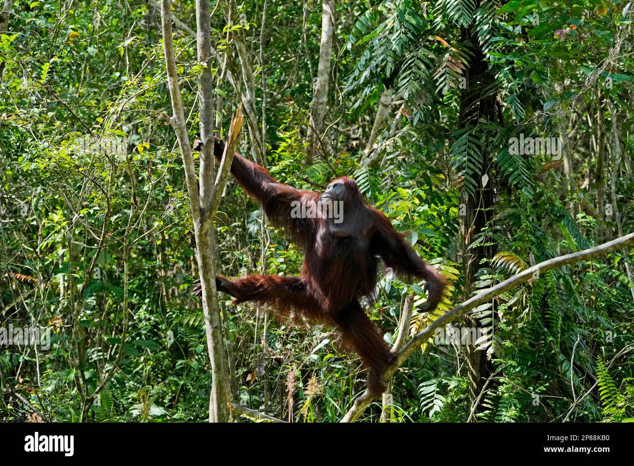 An orangutan climbs trees at BOSF's (Borneo Orangutan Survival ...