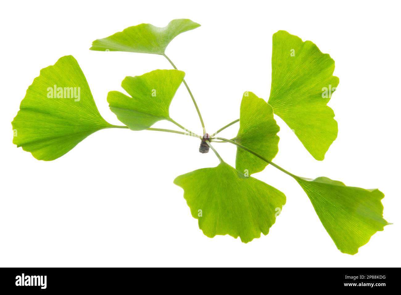 Ginkgo biloba green leaves is isolated on white background. Stock Photo