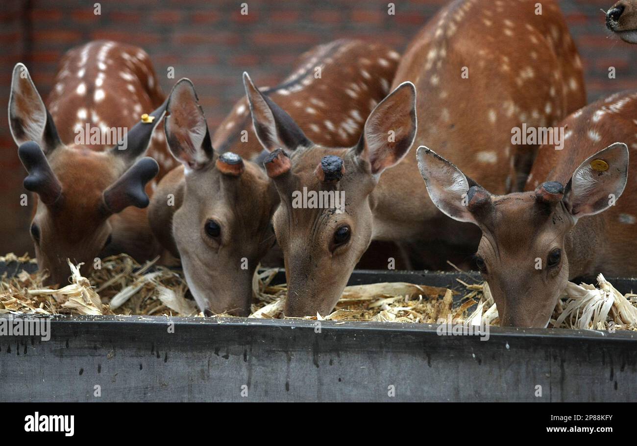 In this photo taken Sunday, July 12, 2009, deer, some of which are seen  with their antlers clipped, eat feed at a deer farm where the animals get  their velvet antlers cut