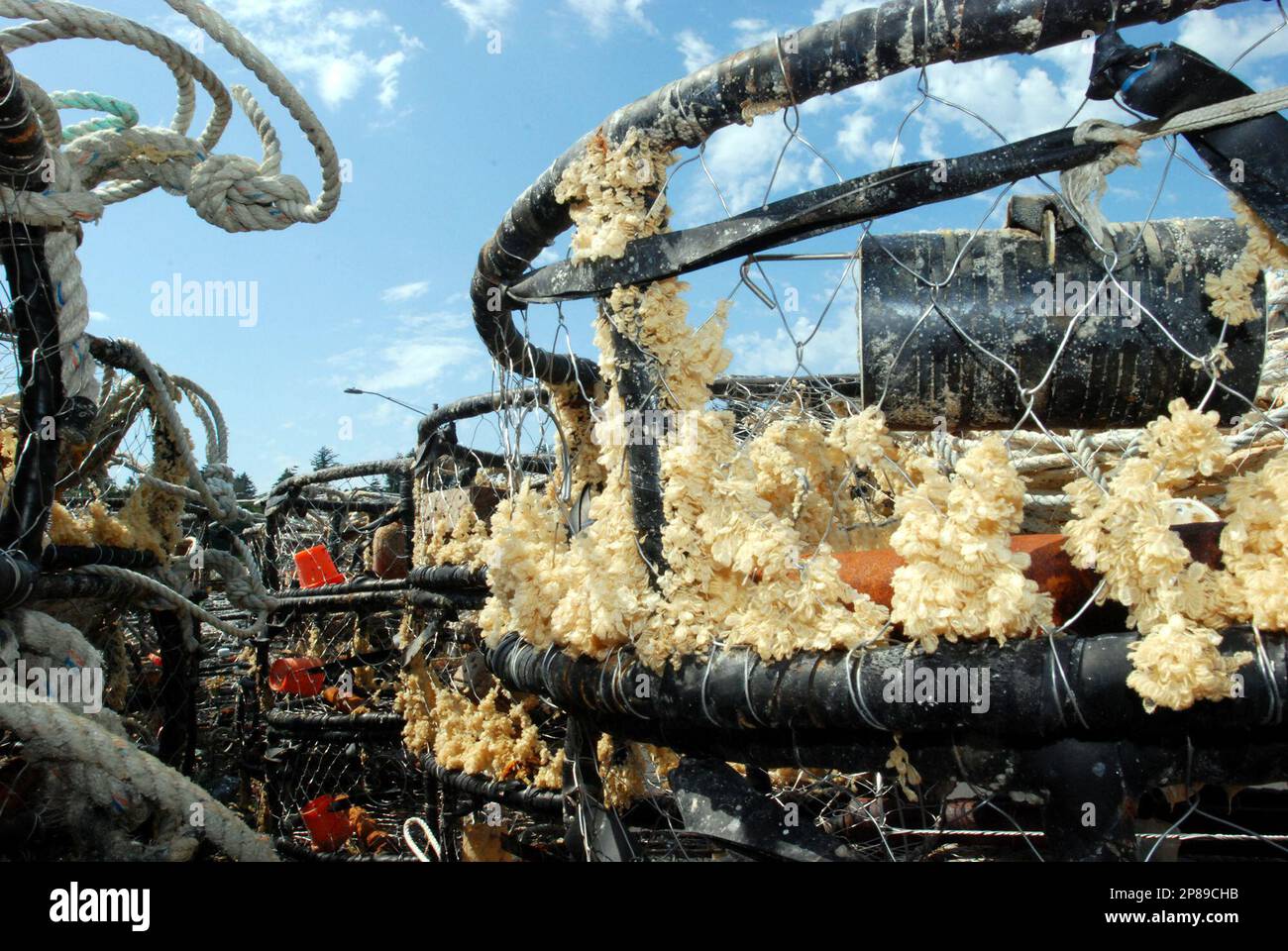 White egg casings from a whelk snail encrust a derelict crab pot