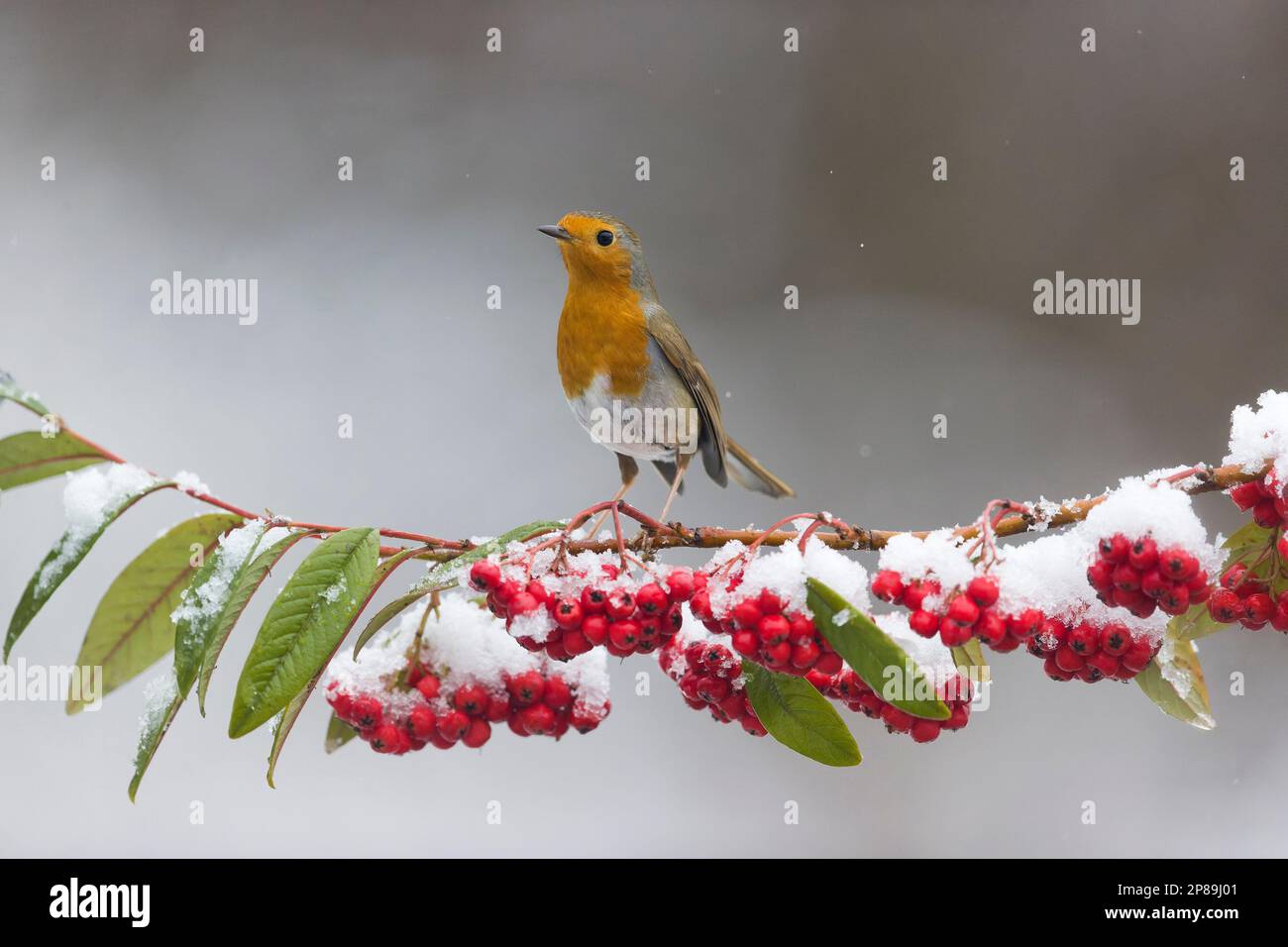 European robin Erithacus rubecula, adult perched on snow covered cotoneaster branch, Suffolk, England, March Stock Photo