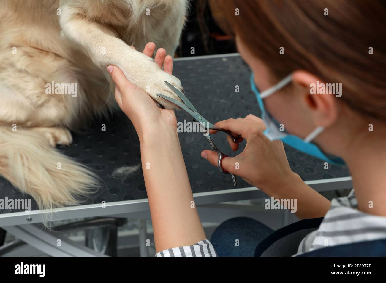 Professional groomer cutting fur of cute dog with scissors in pet