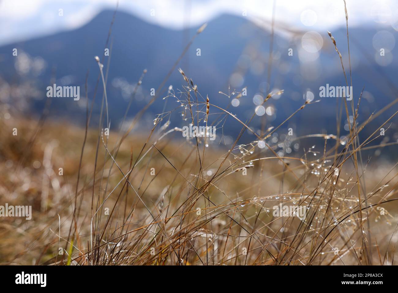 Beautiful plants with morning dew in mountains, closeup Stock Photo