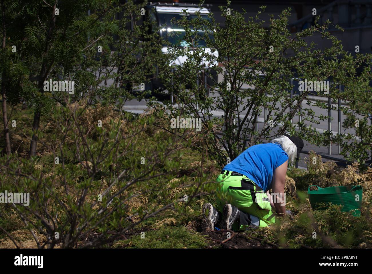 Umea, Norrland Sweden - June 4, 2020: elderly lady works with gardening in the spirit of the municipality Stock Photo