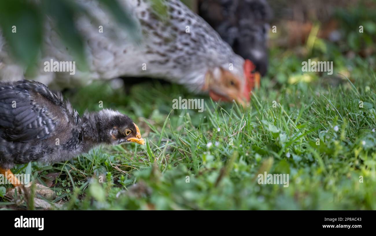 Chick eating grass with outoffocus hens in the background. Western Springs park, Auckland